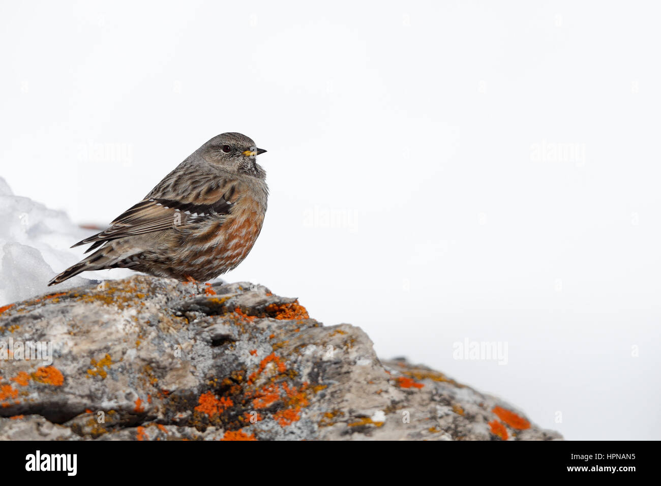 Sordone nella neve, Alpi Svizzere Foto Stock