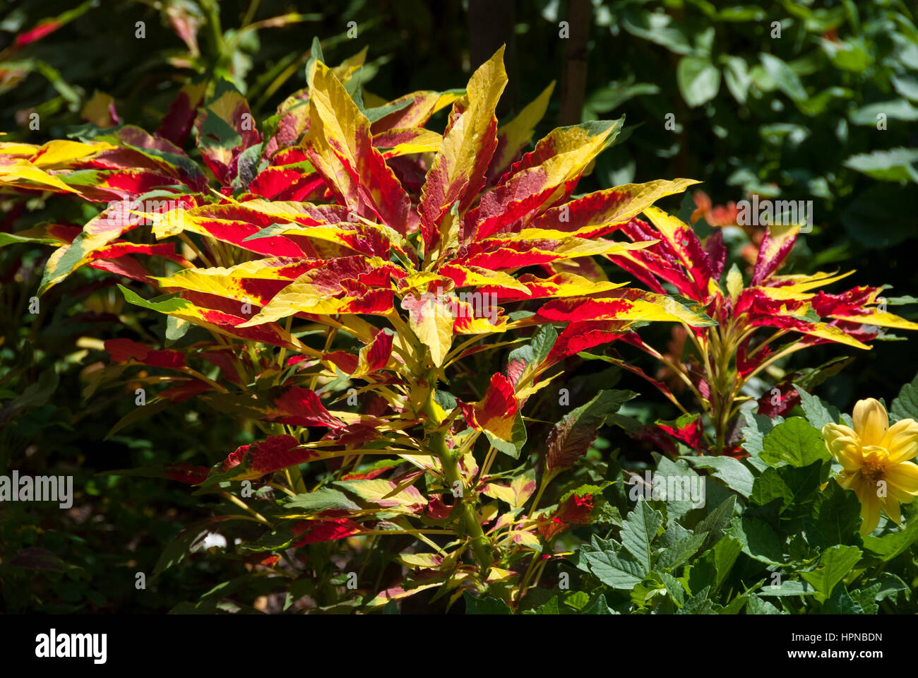 Amaranthus tricolore è una gara di piante ornamentali anche noto come  amaranto commestibili e anche allora la tunica di Giuseppe a causa delle  sue foglie colorate quando è maturo Foto stock -