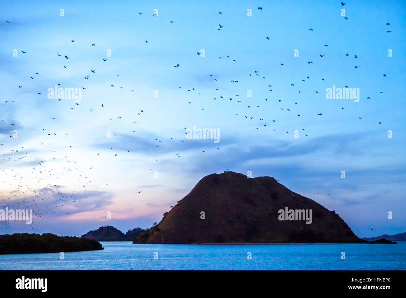 Pipistrelli che volano sul cielo, lasciando la loro isola nidificante, Pulau Kalong (Isola di Bat) intorno al tramonto all'interno dell'area del Parco Nazionale di Komodo in Indonesia. Foto Stock