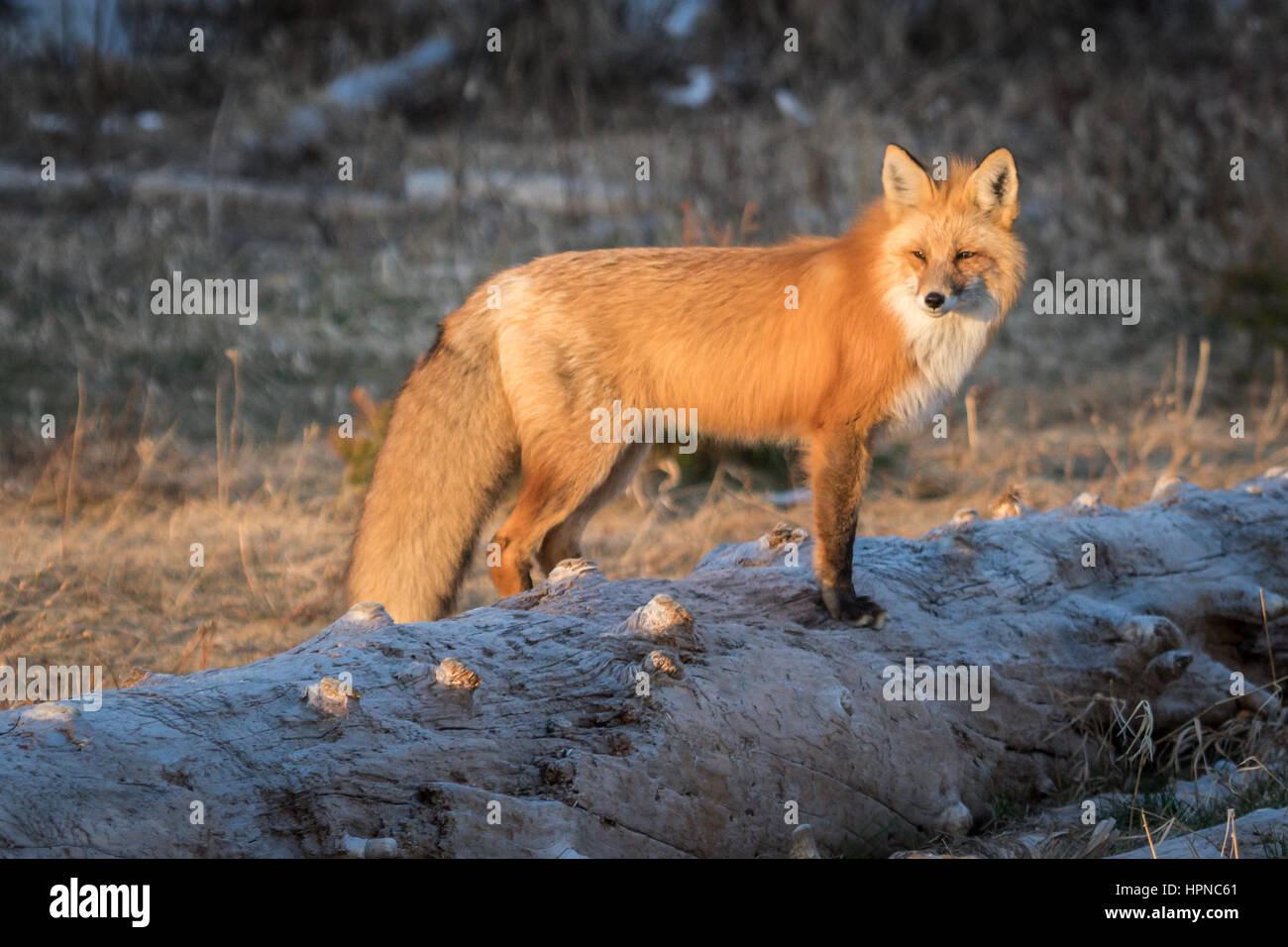 Adulto Red Fox ( Vulpes vulpes vulpes) scouting l'area per la potenziale preda. Foto Stock Adulto Red Fox ( Vulpes vulpes vulpes) scouting l'area per la potenziale preda. Foto Stock