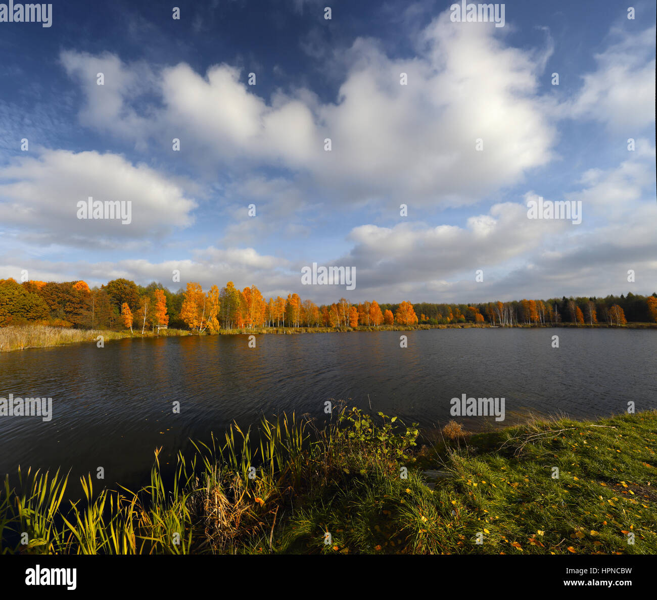 Alberi con foglie di giallo sulla riva del lago sotto il cielo blu Foto Stock