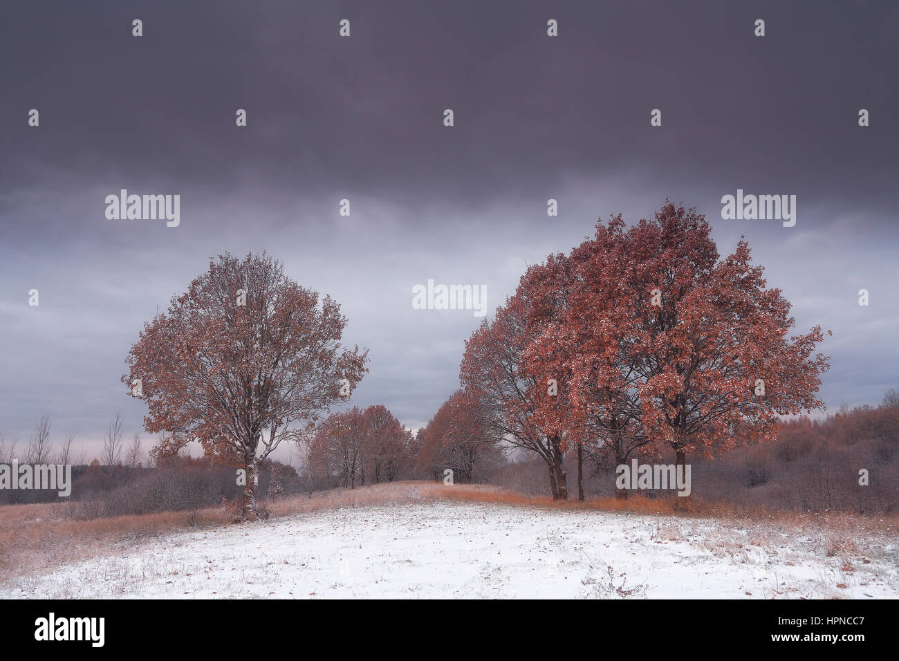 Paesaggio autunnale. Alberi con foglie rosse in campo nevoso. Foto Stock