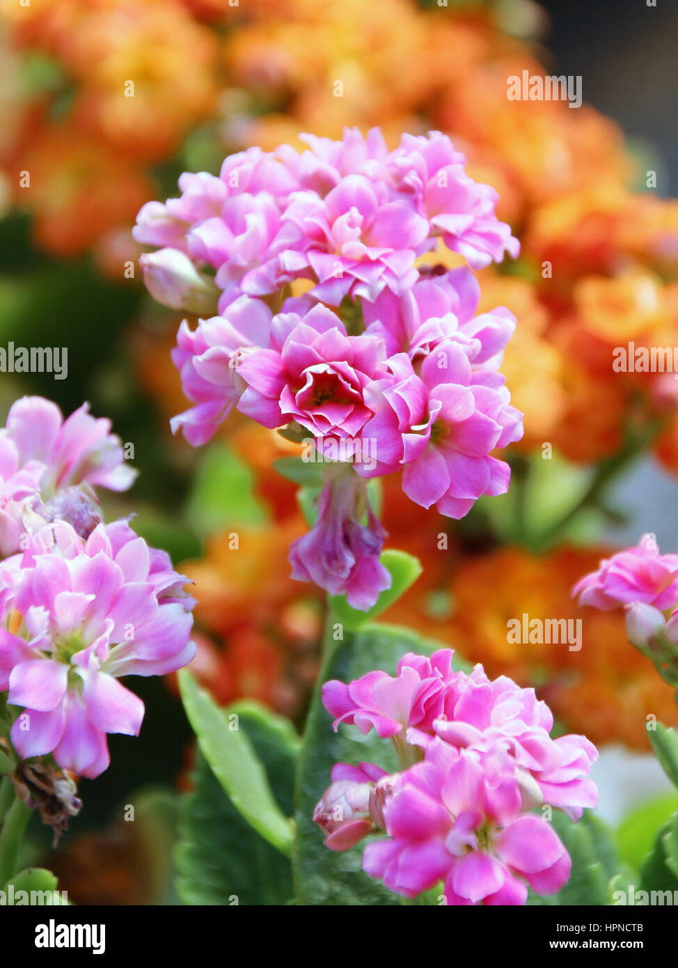 Chiuso fino Flaming Katy Flower - Kalanchoe Blossfeldiana Foto Stock