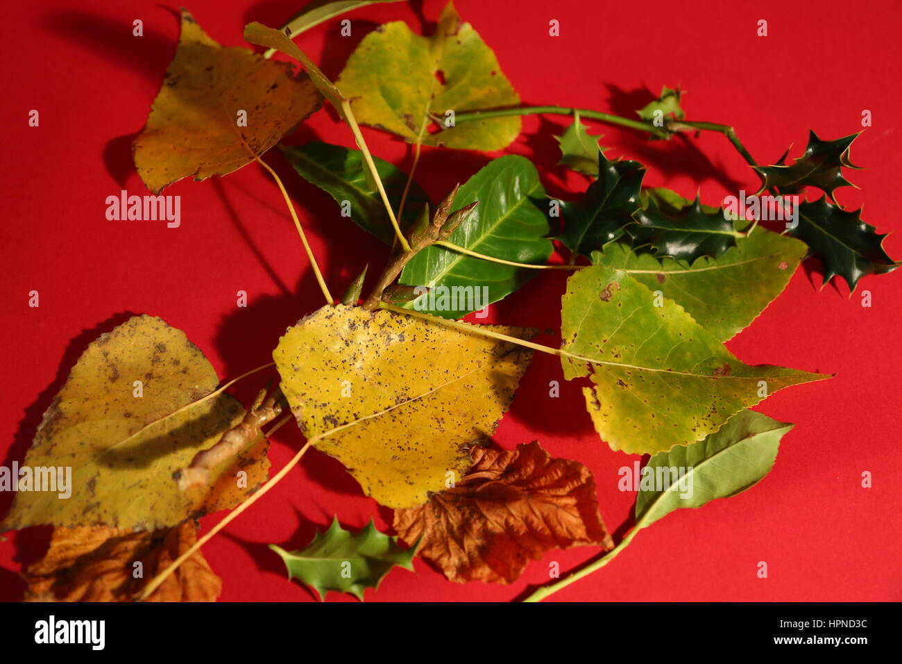 Disposizione di inverno Foto Stock