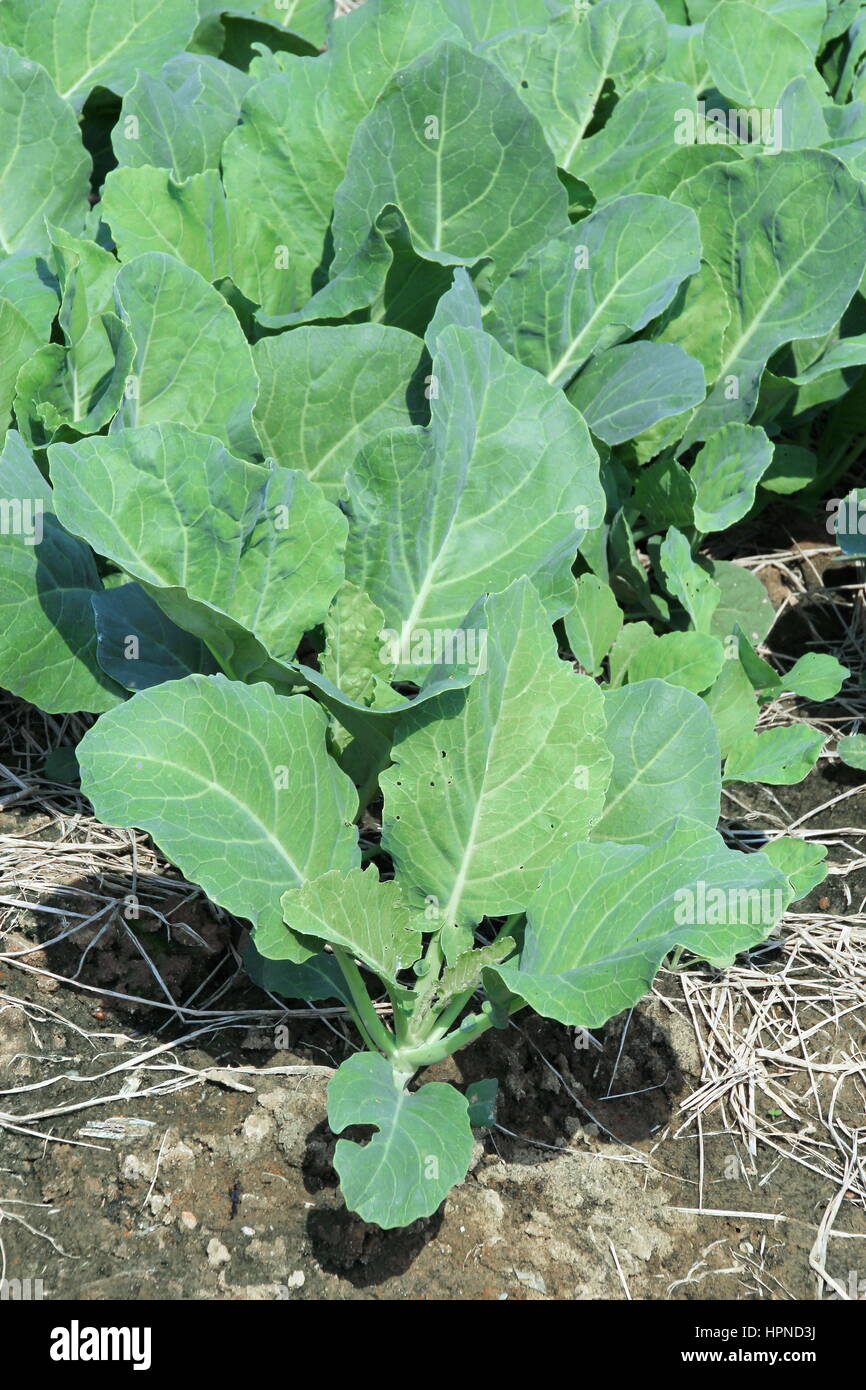 Foglia verde cinese di verdure broccoli, cavolo cinese o Kai-lan Foto Stock