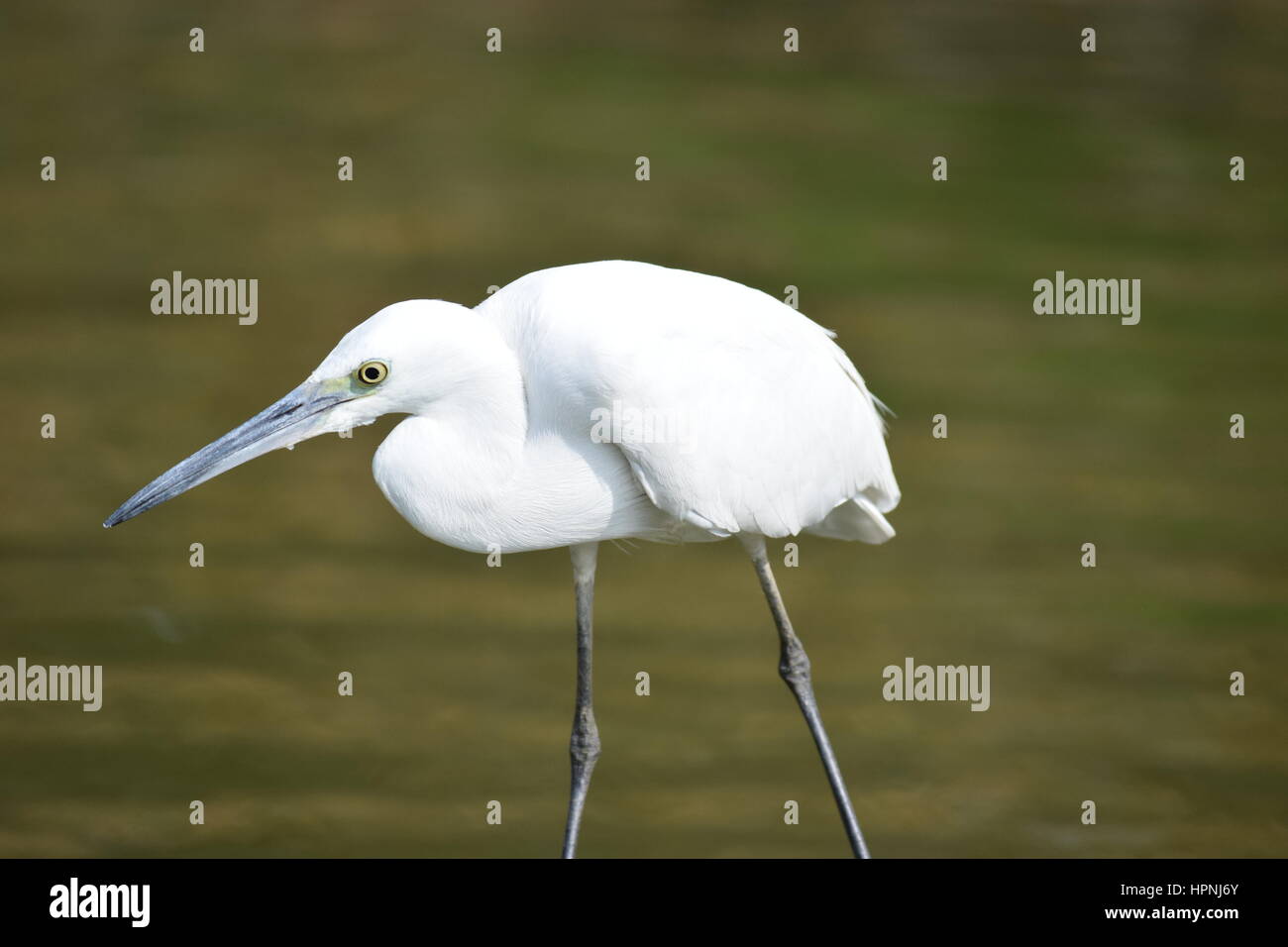 Gli uccelli nel loro habitat naturale fotografato nel selvaggio. Alta definizione uccelli fotografie. Foto Stock