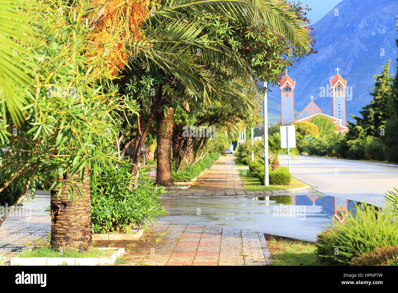 Verde di palme sulla strada in una giornata di sole Foto Stock