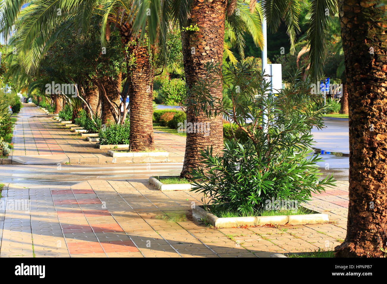 Le palme che crescono lungo il vicolo in una giornata di sole Foto Stock