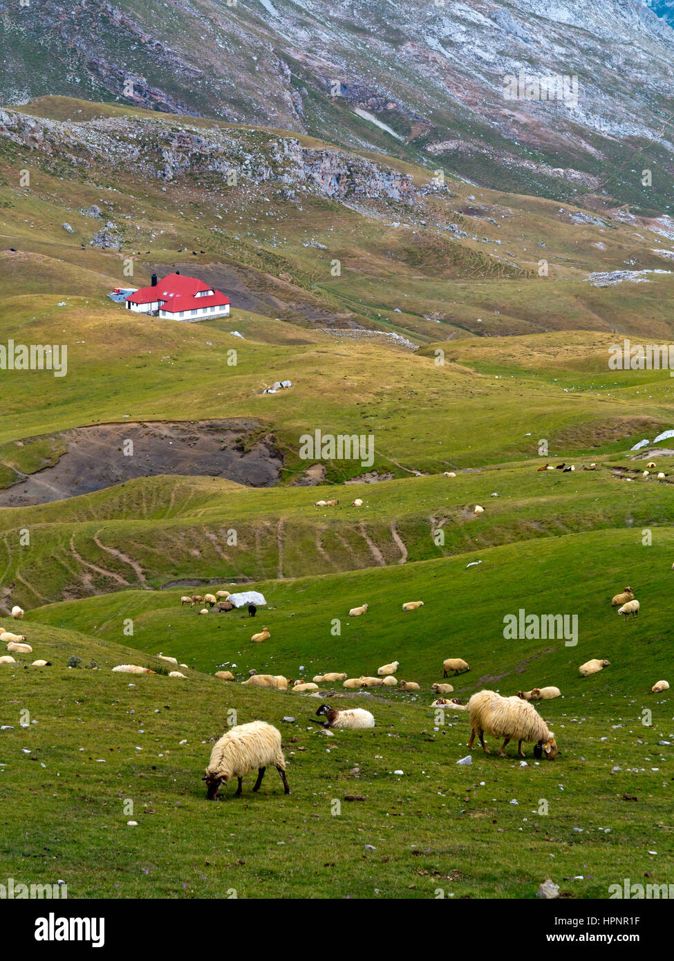 Pecora che pascola nel paesaggio di montagna a Fuente De nel Parco Nazionale Picos de Europa Cantabria Spagna settentrionale Foto Stock