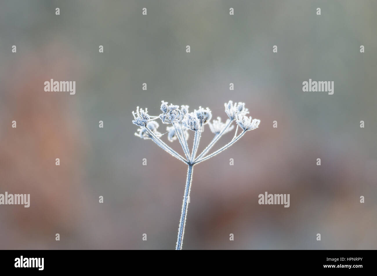 Fiore di carota selvatica nel profondo gelo invernale Foto Stock