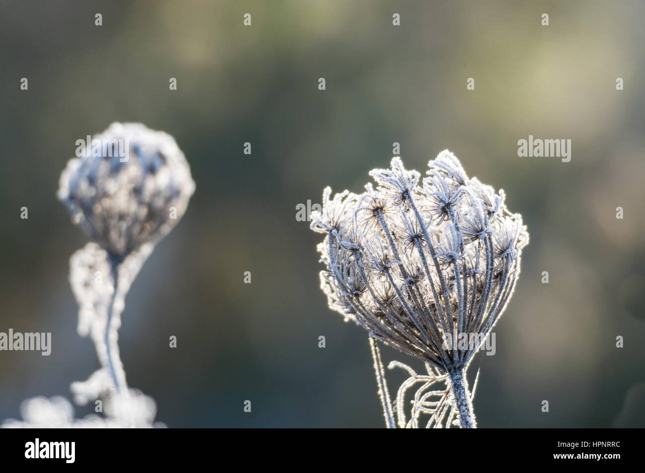 Fiore di carota selvatica nel profondo gelo invernale Foto Stock