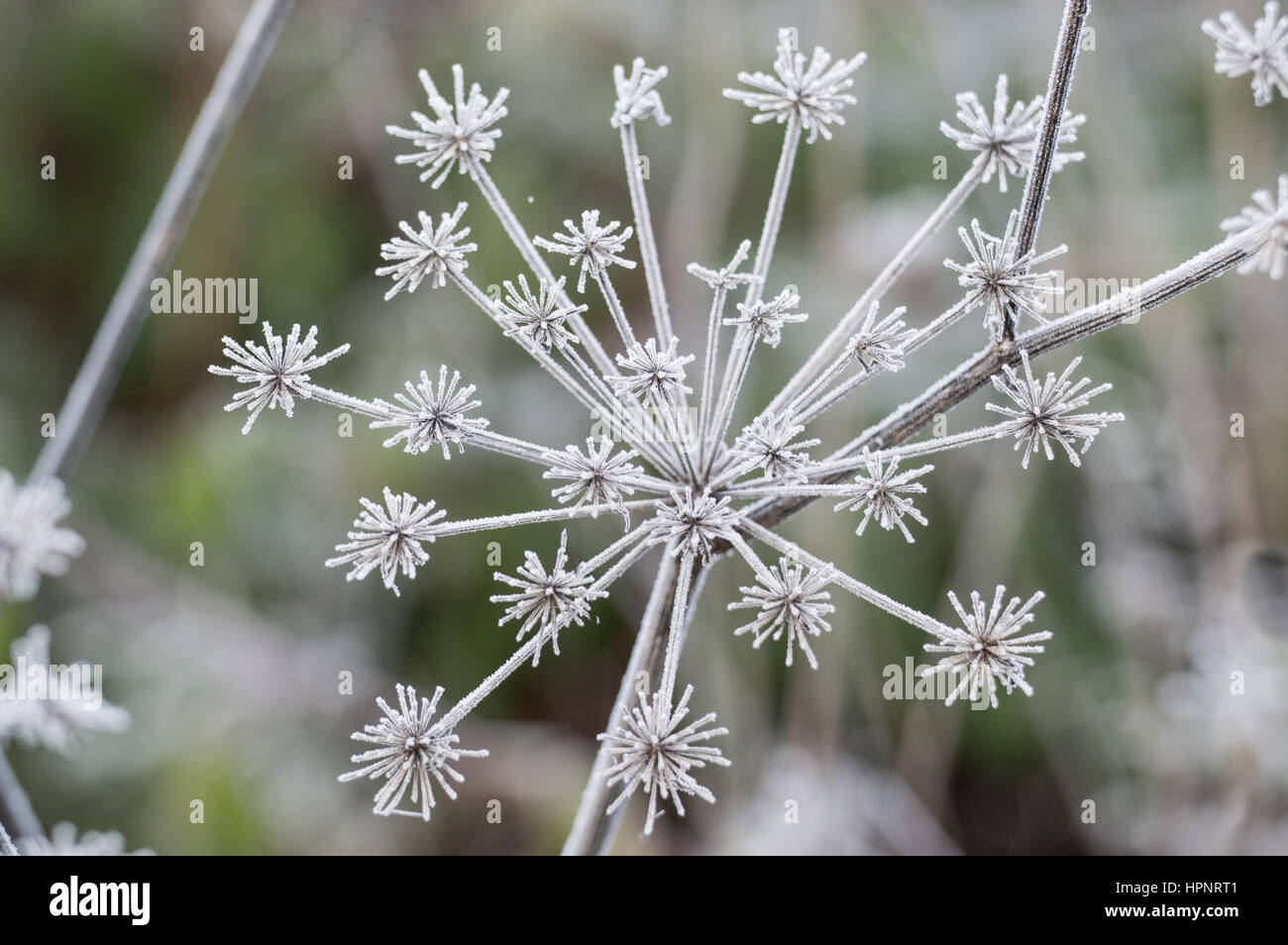 Fiore di carota selvatica nel profondo gelo invernale Foto Stock