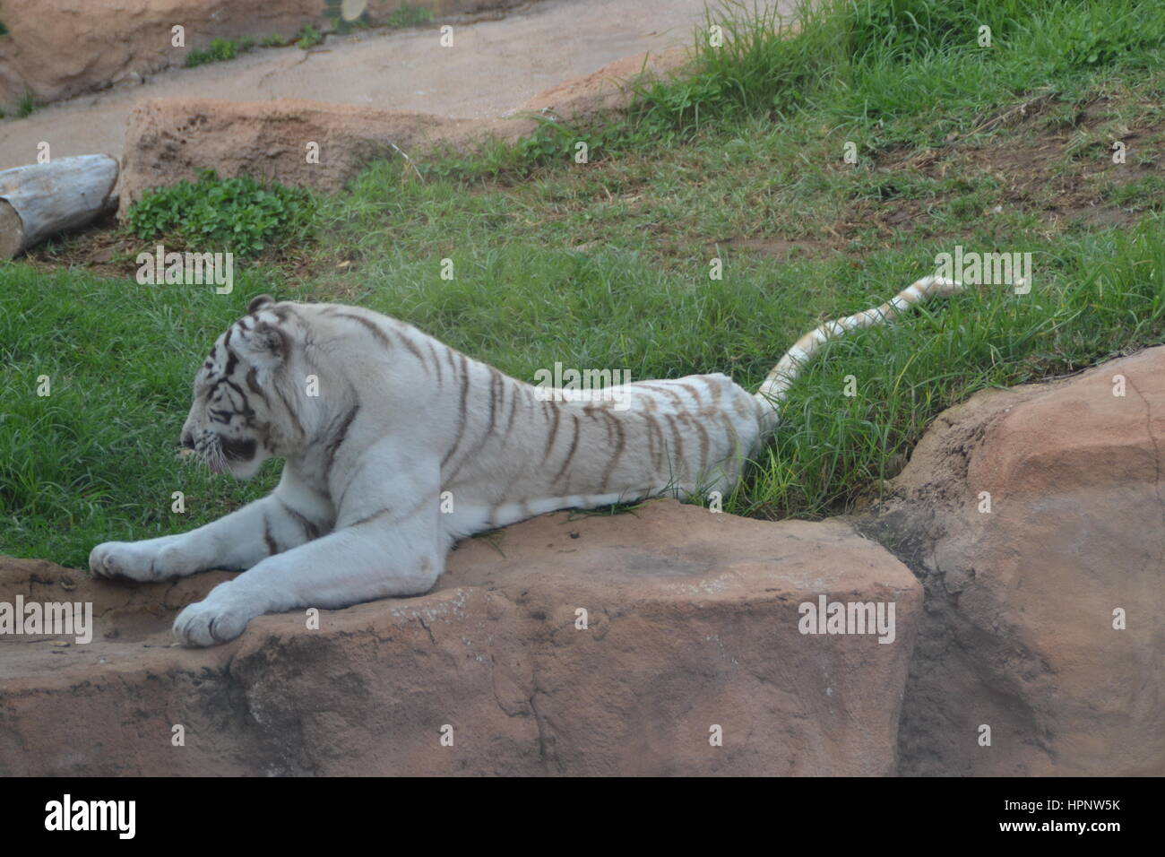La tigre bianca o imbianchiti tiger è una variante di pigmentazione della tigre del Bengala, che viene riportato nel selvaggio di volta in volta in alcuni stati dell India Foto Stock