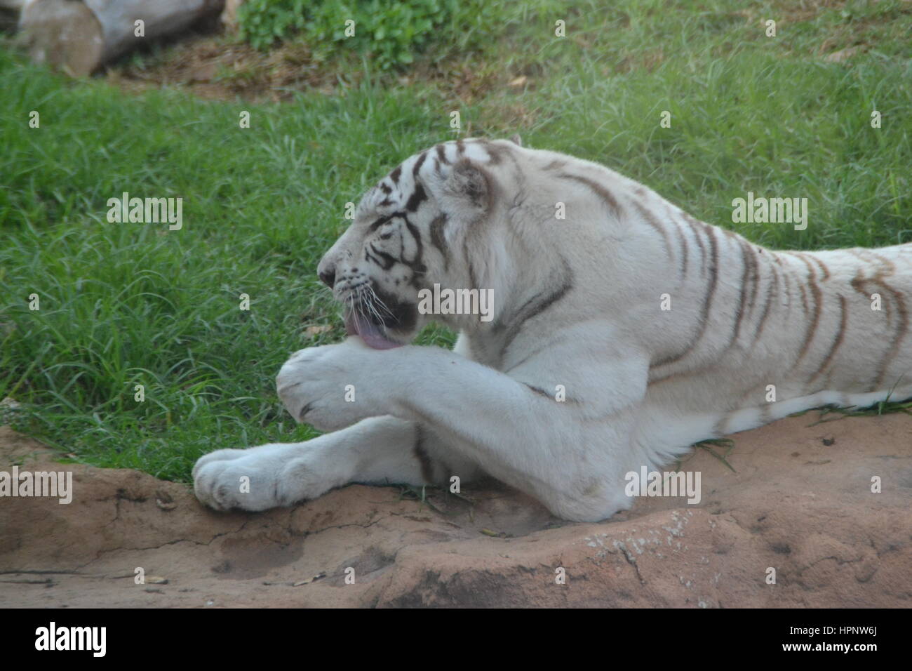 La tigre bianca o imbianchiti tiger è una variante di pigmentazione della tigre del Bengala, che viene riportato nel selvaggio di volta in volta in alcuni stati dell India Foto Stock