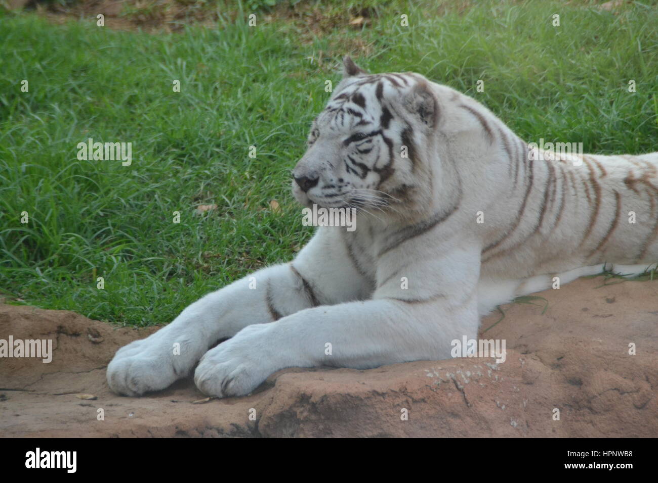La tigre bianca o imbianchiti tiger è una variante di pigmentazione della tigre del Bengala, che viene riportato nel selvaggio di volta in volta in alcuni stati dell India Foto Stock