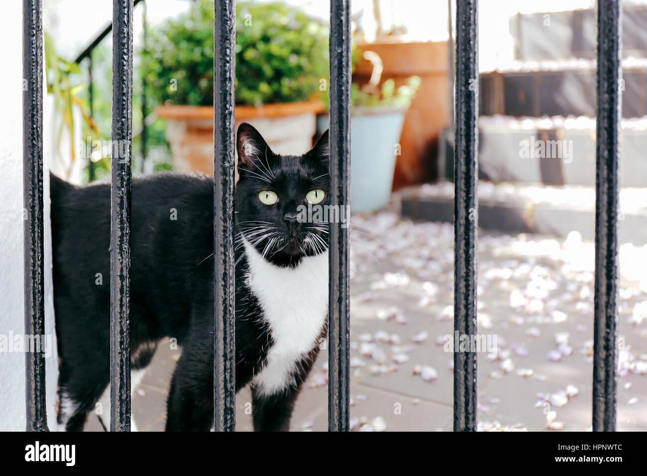 Curioso gatto nero con petto bianco in piedi di fronte giardino, guardando la telecamera attraverso la recinzione. Foto Stock