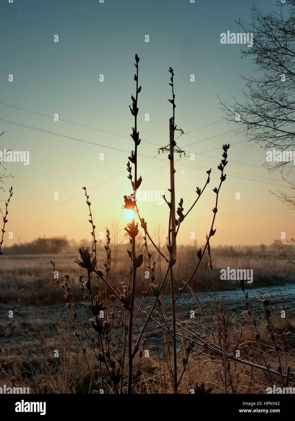 Delicato alba invernale attraverso la smerigliati erbe selvatiche Foto Stock