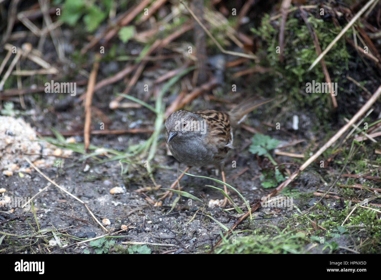 Un dunnock o hedge sparrow, alimentando in inverno, nel West Yorkshire garden Foto Stock