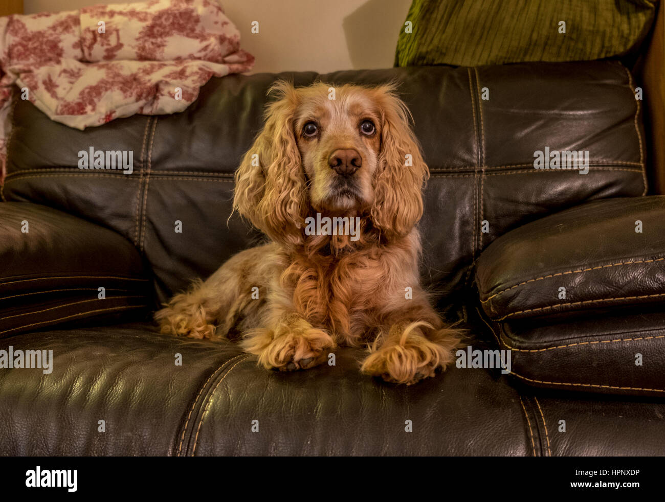 Un cocker spaniel rilassante in una poltrona. Foto Stock