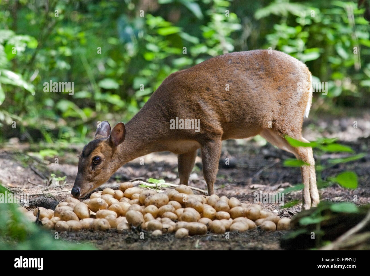 Reeve's Munjac (muntiacus reevesi) femmina mangiare patate Foto Stock
