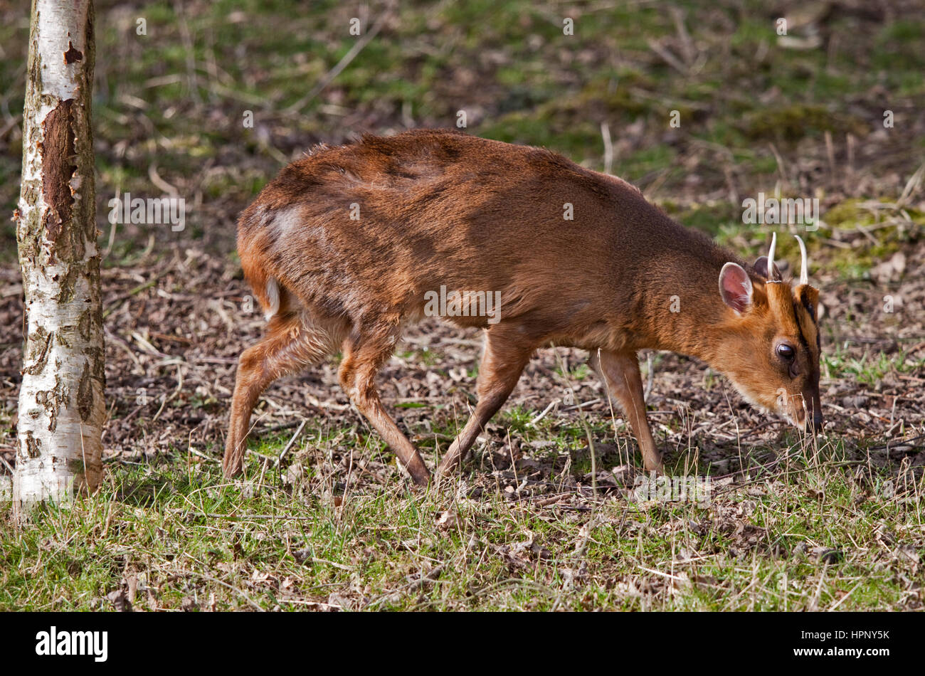 Reeve's Munjac (muntiacus reevesi) maschio Foto Stock