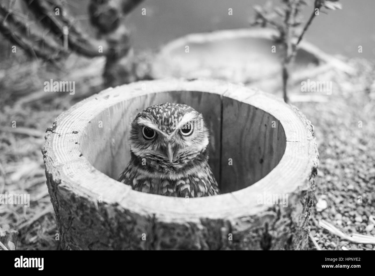 Foto degli uccelli Foto Stock