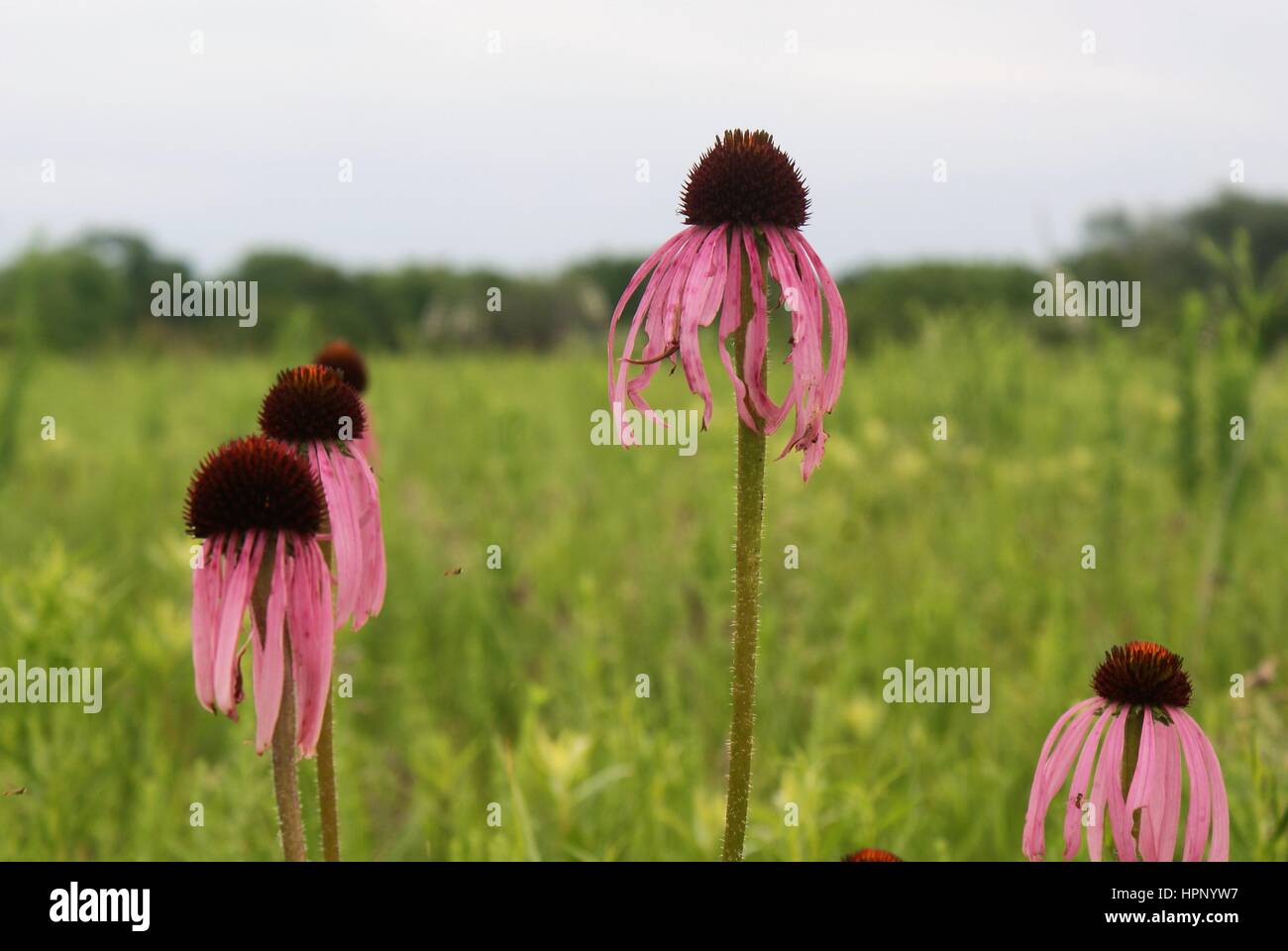 Viola chiaro fiore a cono Foto Stock