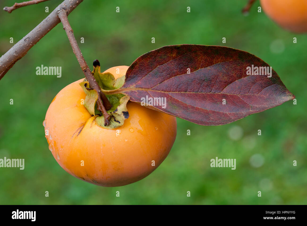 Kaki maturi frutti sulla ramoscello con foglie Foto Stock