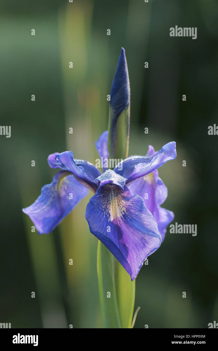 Iris aff. delavayi Foto Stock