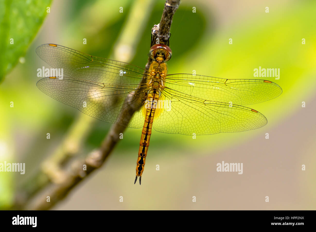 Close-Up di libellula su impianto Foto Stock
