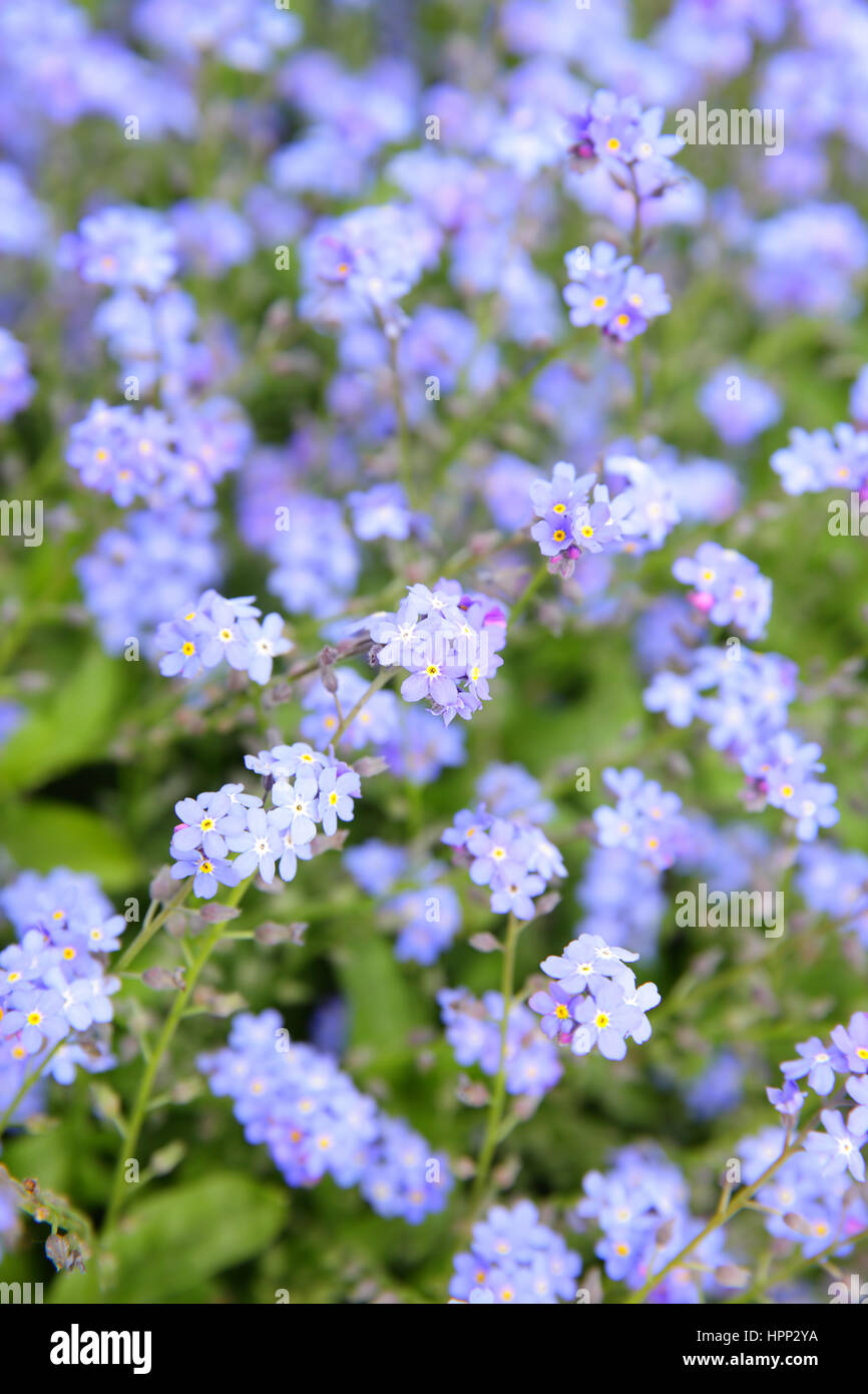 Dimenticare-me-non fiori (Myosotis sylvatica) in un giardino. DOF poco profondo! Foto Stock