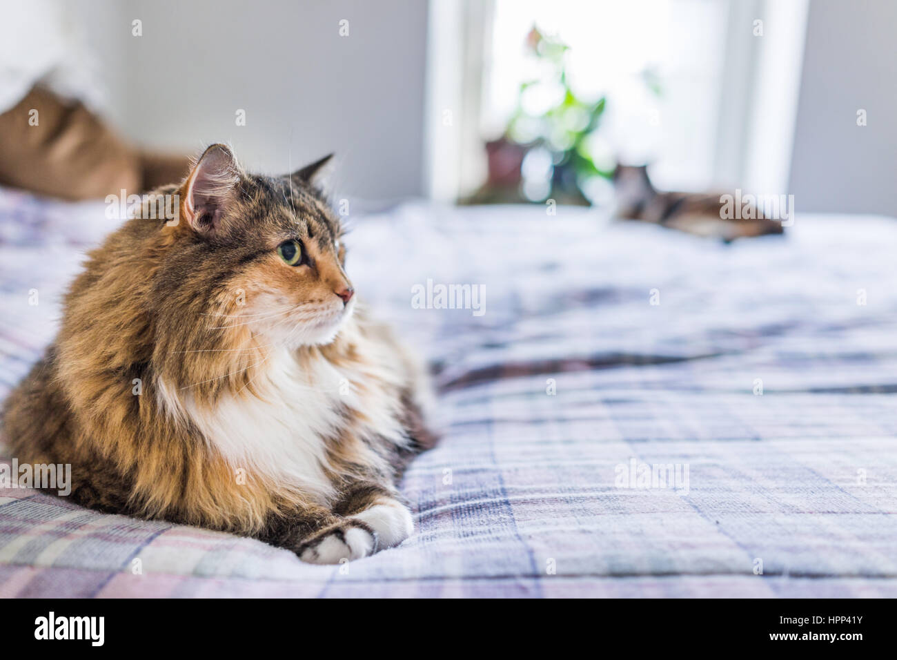 Due gatti giacente sul letto in attesa per il proprietario Foto Stock