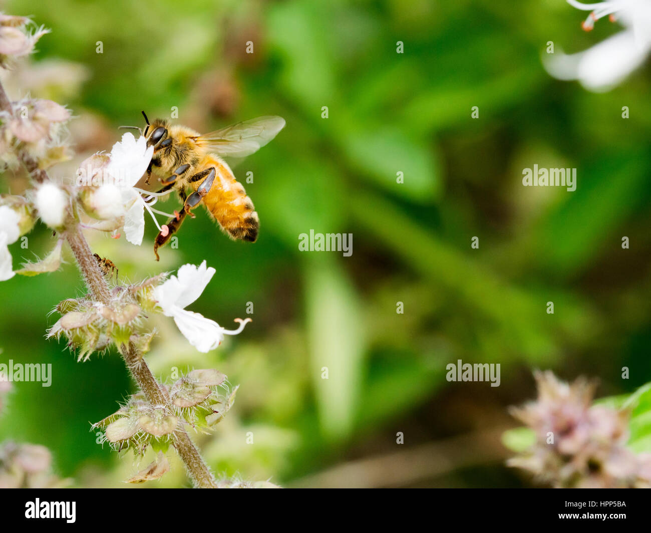 Honeybee rovistando su un fiore di basilico Foto Stock