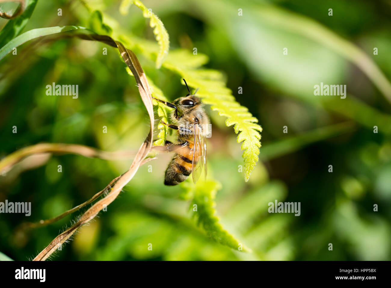 Honeybee sulla lamina - macro Foto Stock