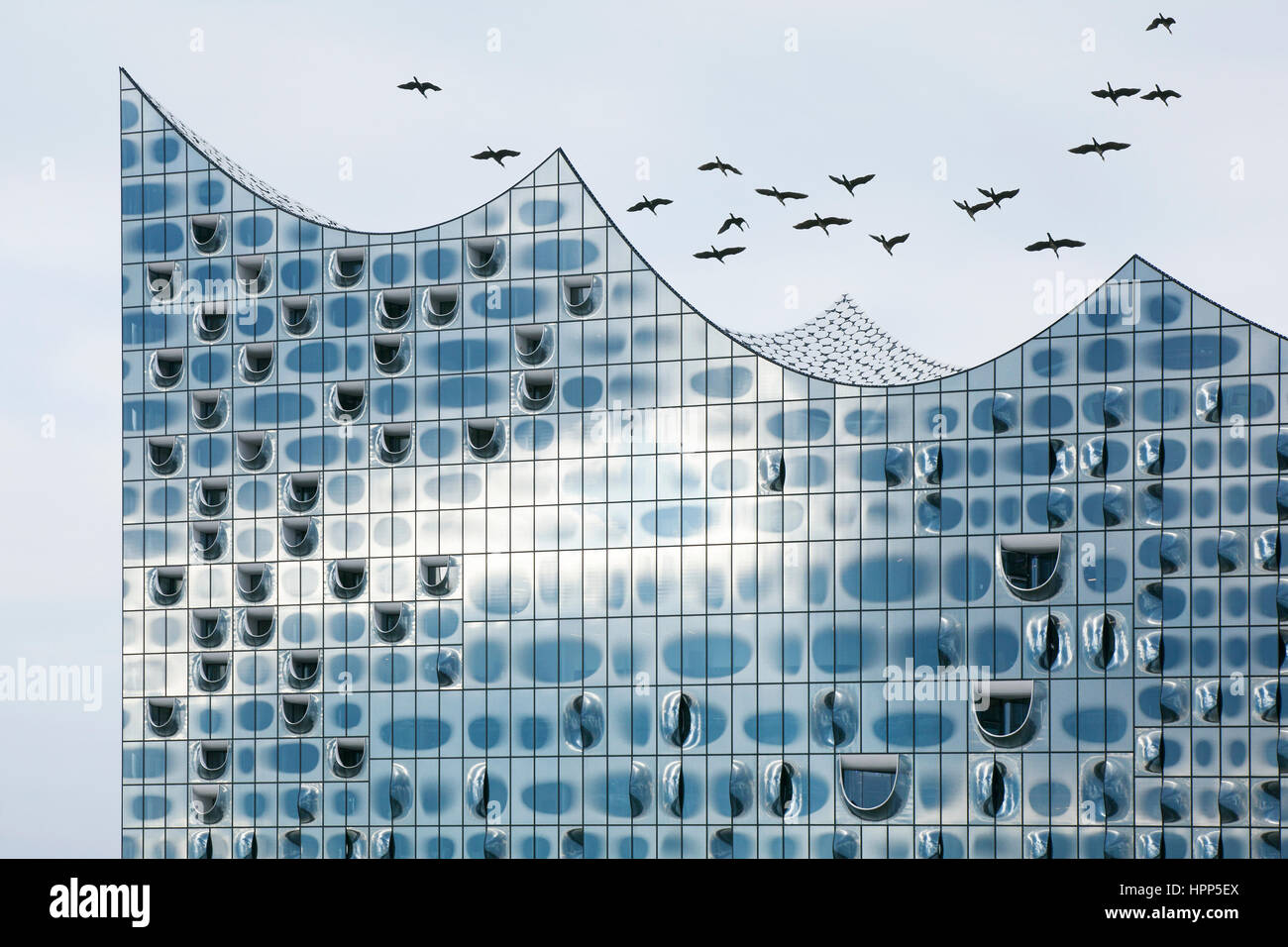 Stormo di uccelli volare oltre la facciata in vetro del Elbe Philharmonic Hall, Amburgo, Germania Foto Stock