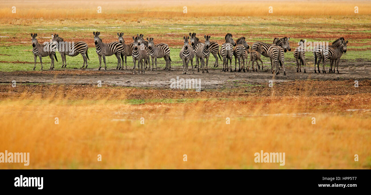 Harem di pianure zebra (Equus quagga) allevamento nella savana erba, Pianura Liuwa National Park, Zambia Foto Stock