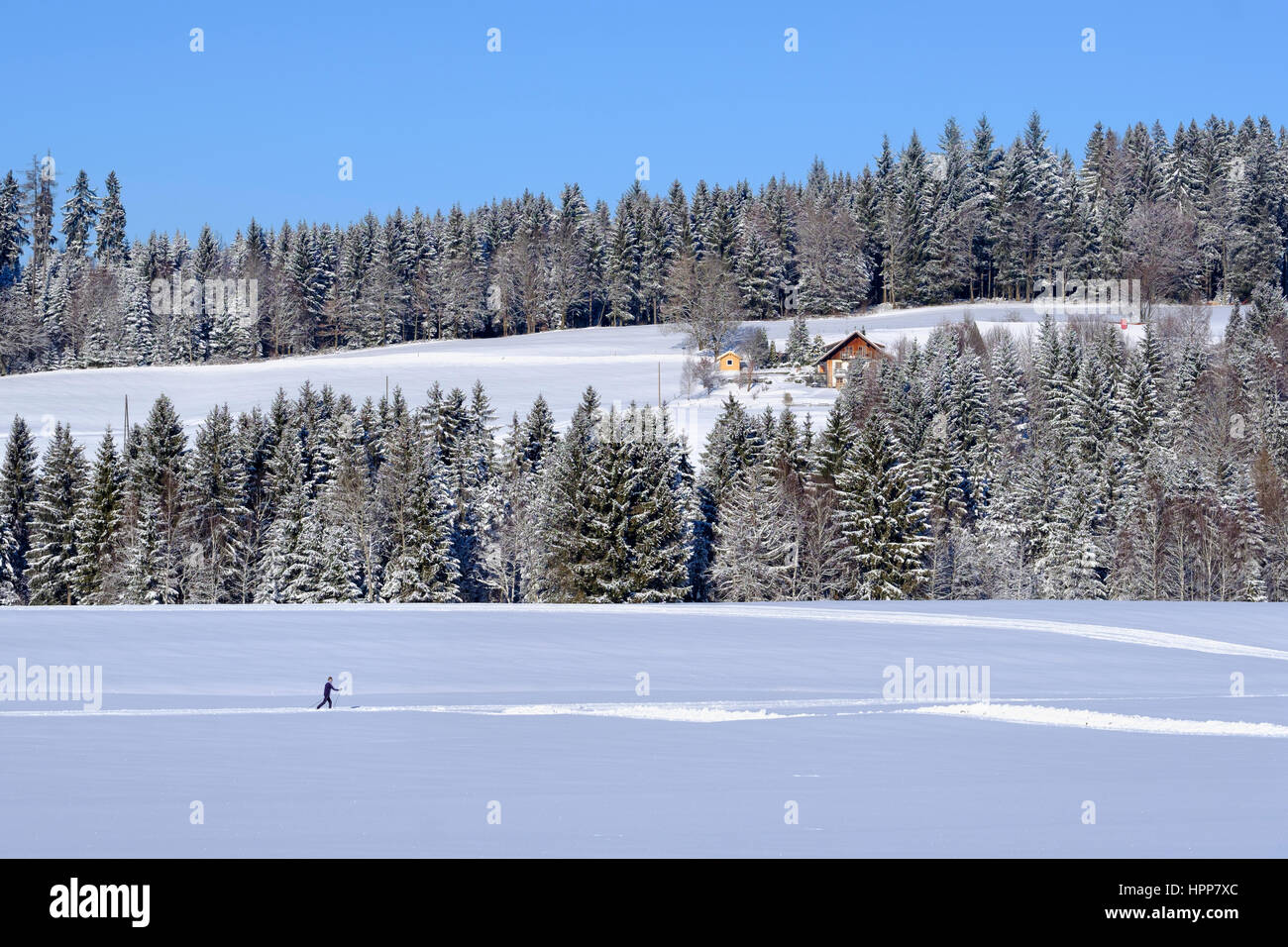 Germania, Maierhoefen, cross-country sciatore nel paesaggio invernale Foto Stock