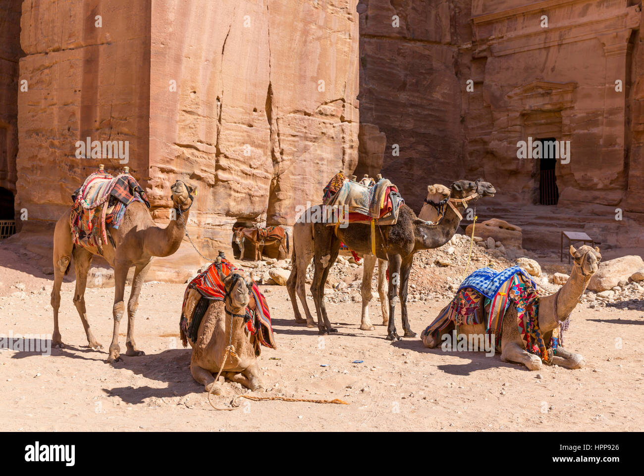 Giordania Petra, in attesa cammelli Foto Stock