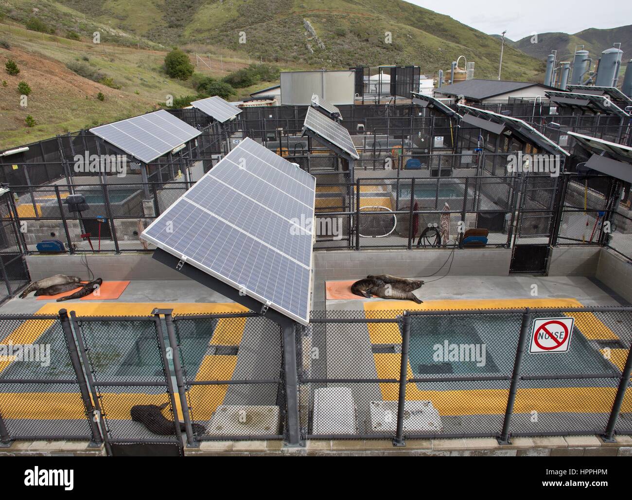 Le guarnizioni di lesa appoggiata all'ospedale al mammifero marino centro nel Marin Headlands, California, Stati Uniti d'America. Foto Stock