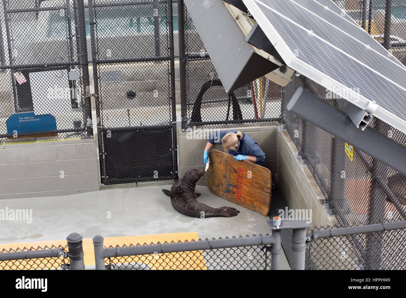 Un lavoratore al mammifero marino centro in Promontori Marin in California, alimentazione di una guarnizione di feriti. Foto Stock