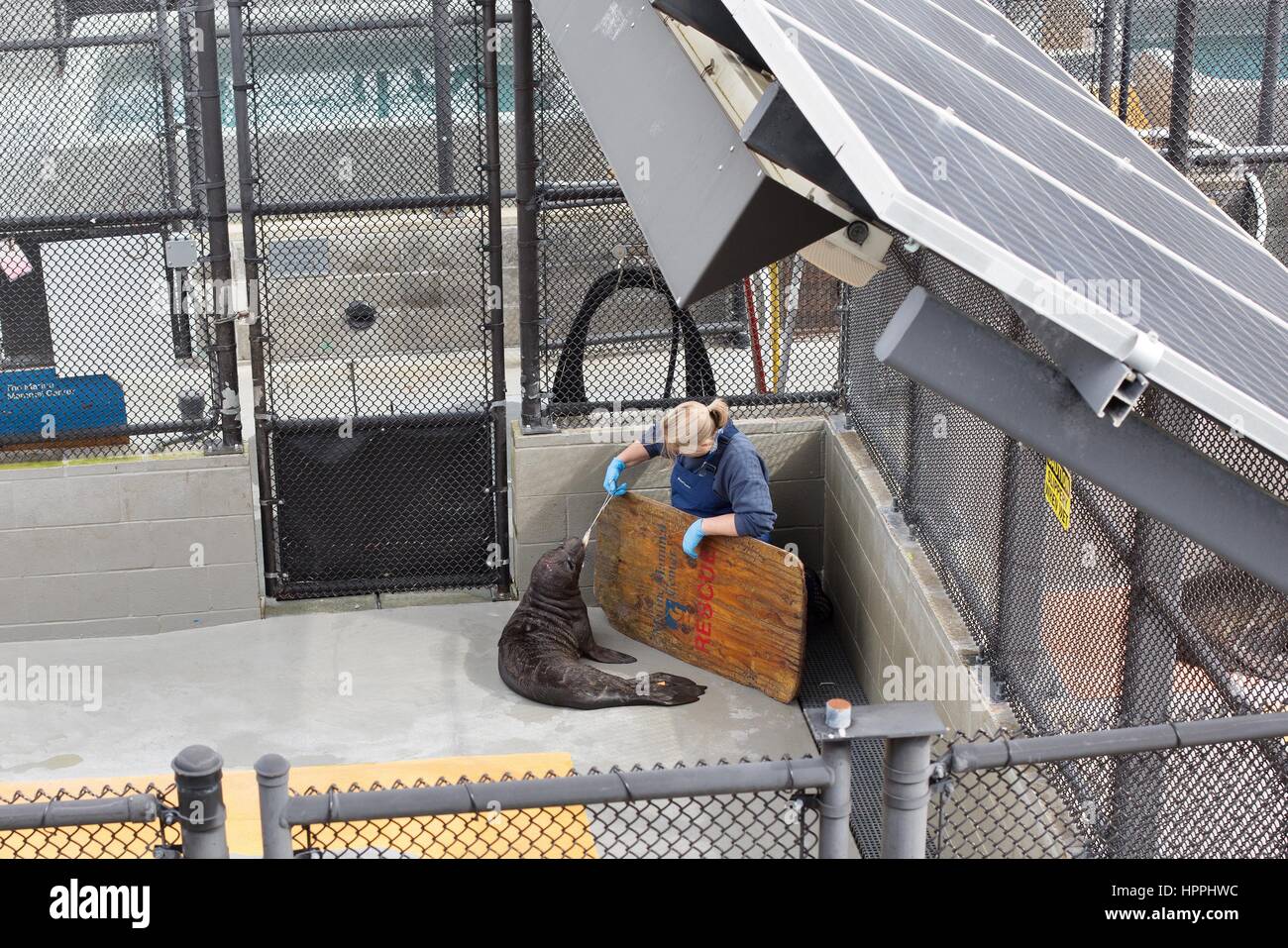 Un lavoratore al mammifero marino centro in Promontori Marin in California, alimentazione di una guarnizione di feriti. Foto Stock