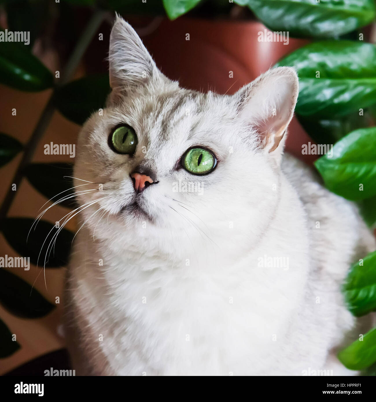 Grande argento Britannico gatto con intelligente e bellissimi occhi verdi attentamente guardando noi Foto Stock