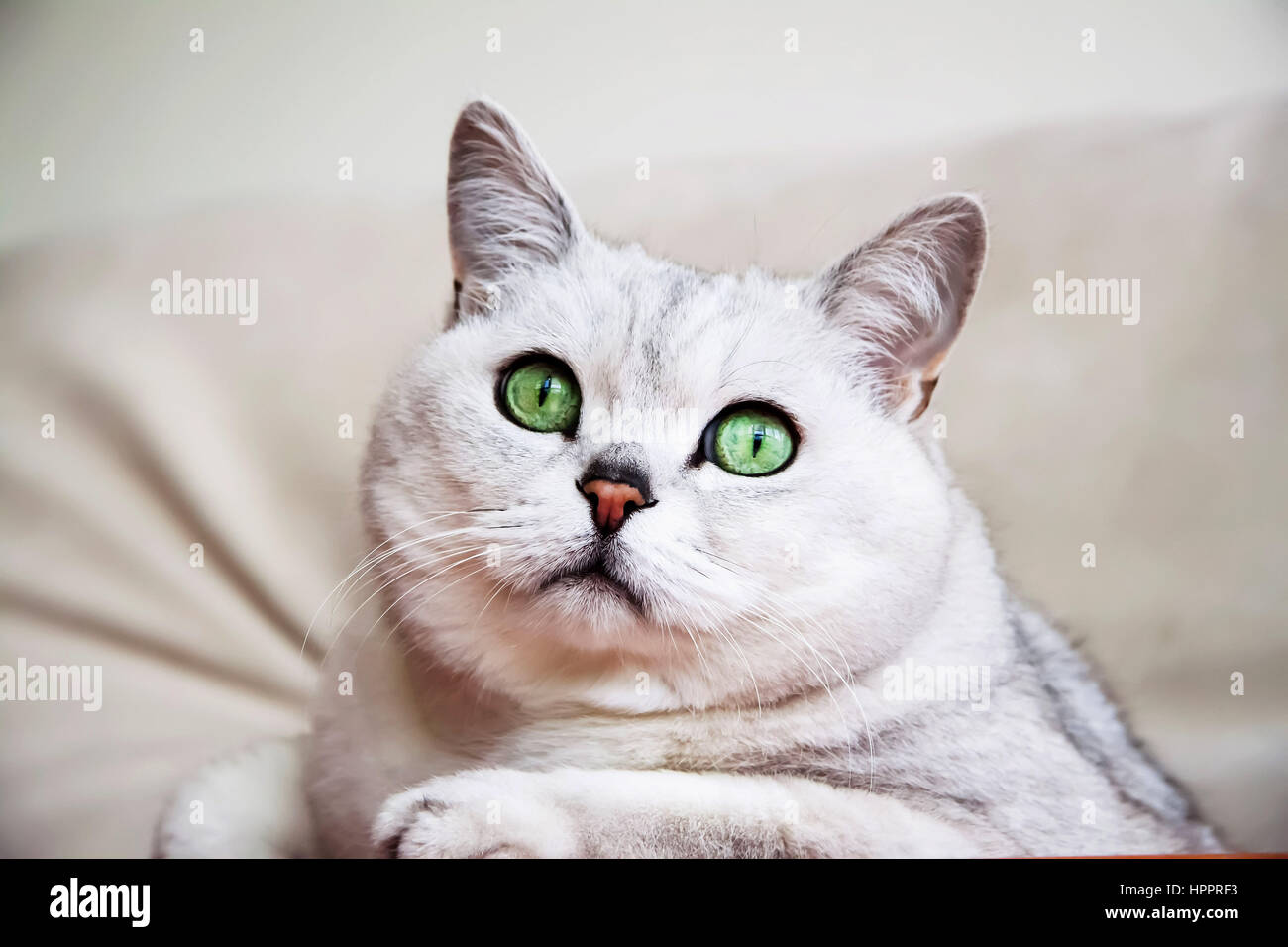 Grande argento Britannico gatto con intelligente e bellissimi occhi verdi attentamente guardando noi Foto Stock