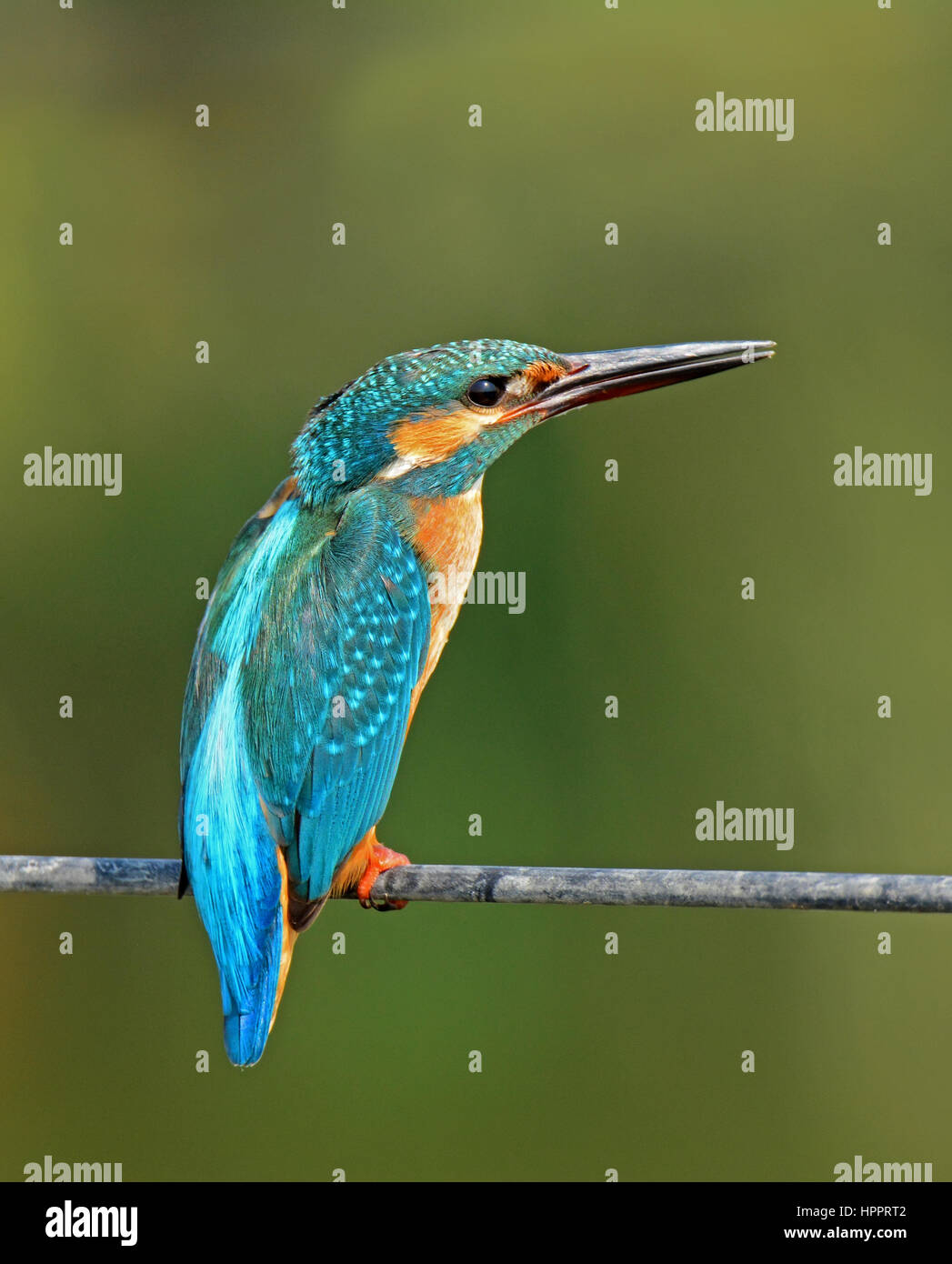 Kingfisher sul cavo Foto Stock