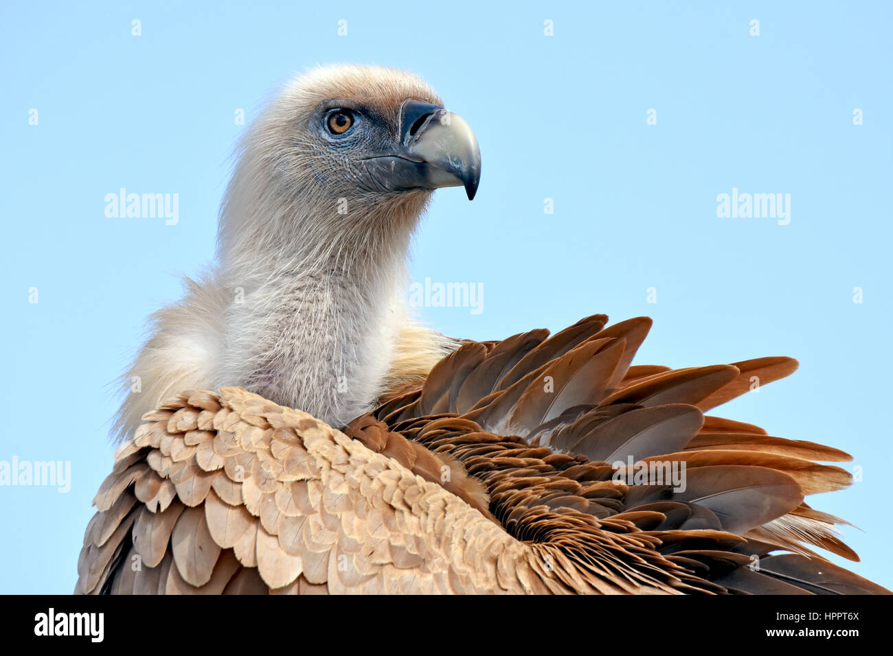 Avvoltoio Grifone, ritratto Foto Stock