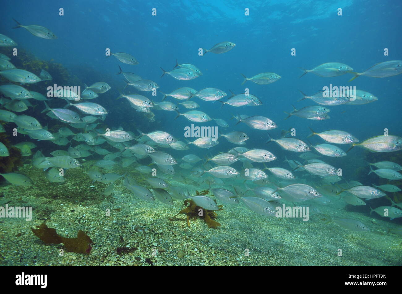 Scuola di carangidi Caranx georgianus sopra il fondo piatto di sabbia grossa. Foto Stock
