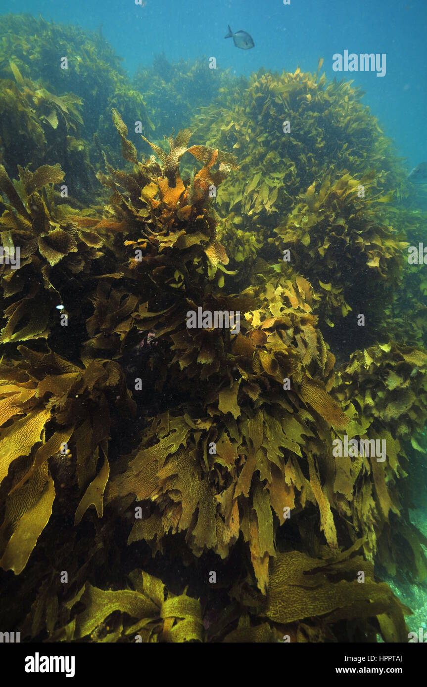 Parete densa di marrone kelp Ecklonia radiata segue i movimenti dell'acqua. Foto Stock