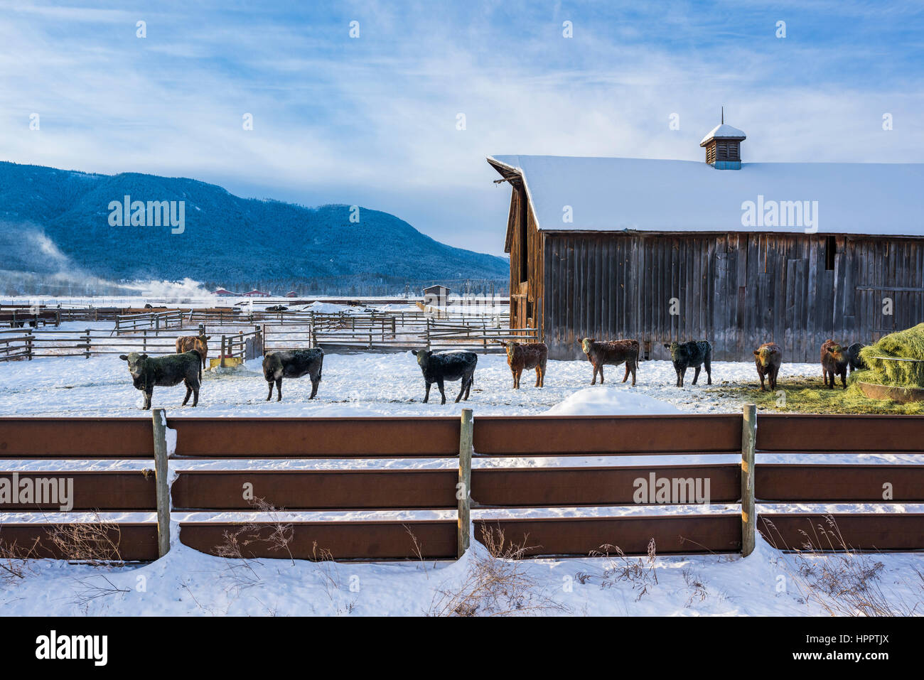 Bestiame al foraggio invernale molto, Westwold, British Columbia, Canada Foto Stock
