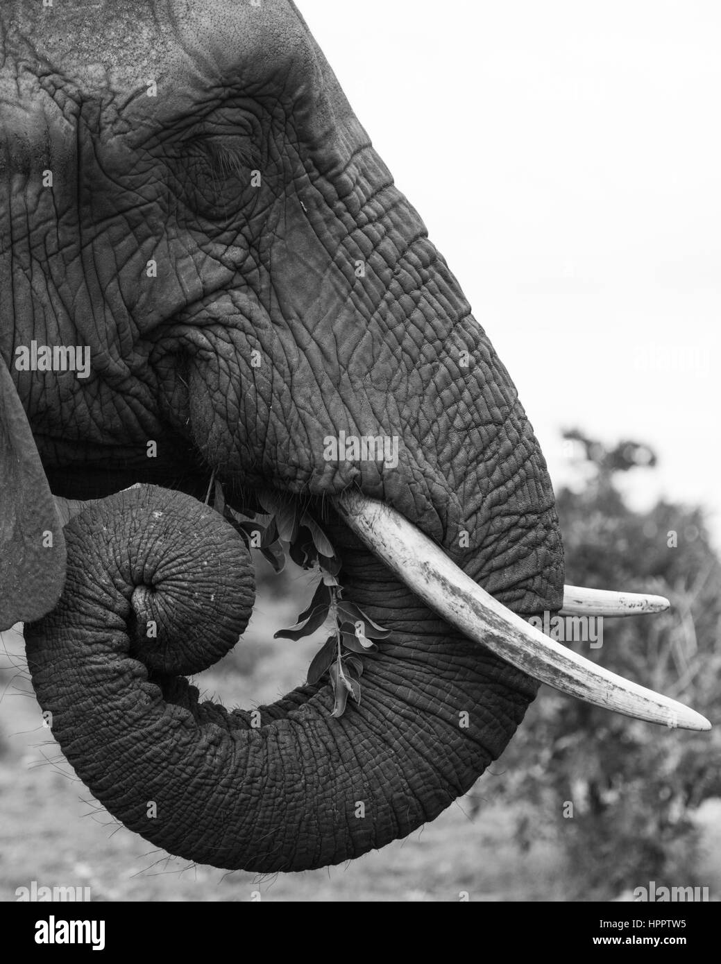 Un elefante africano a mangiare le foglie Foto Stock