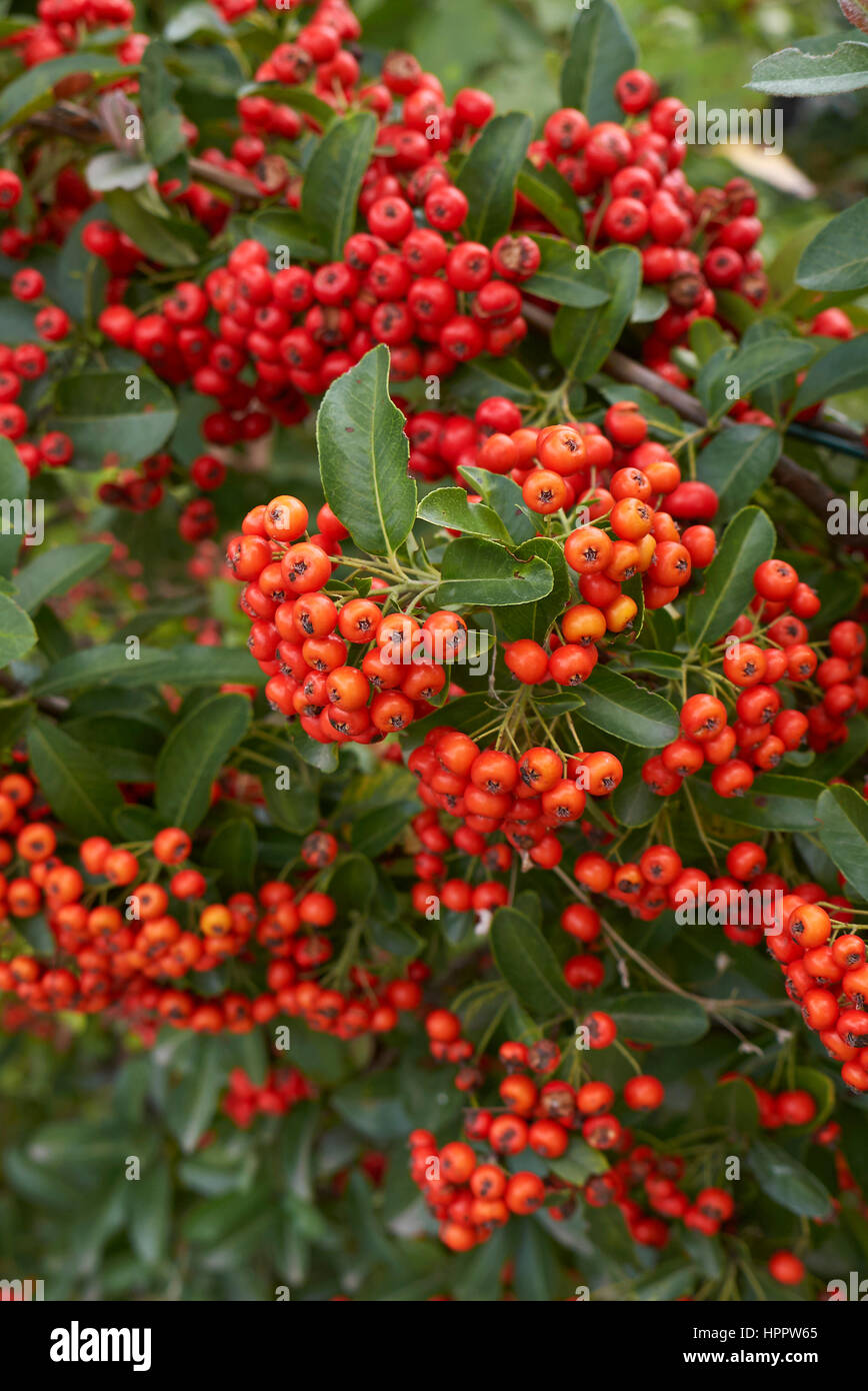 Pyracantha bacche Foto Stock